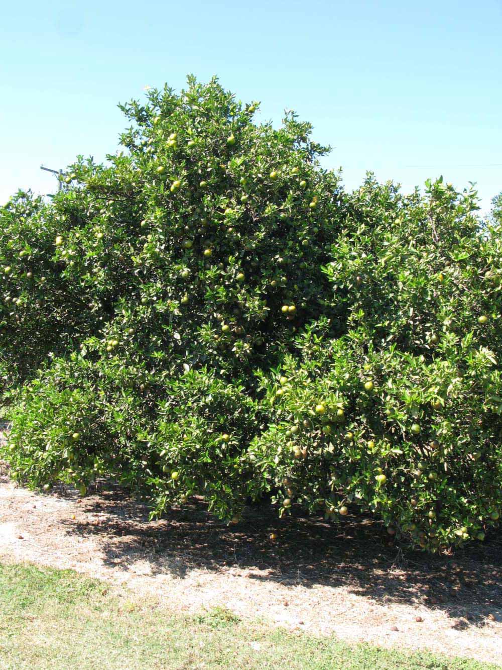            Habit (Winter Haven, FL)   